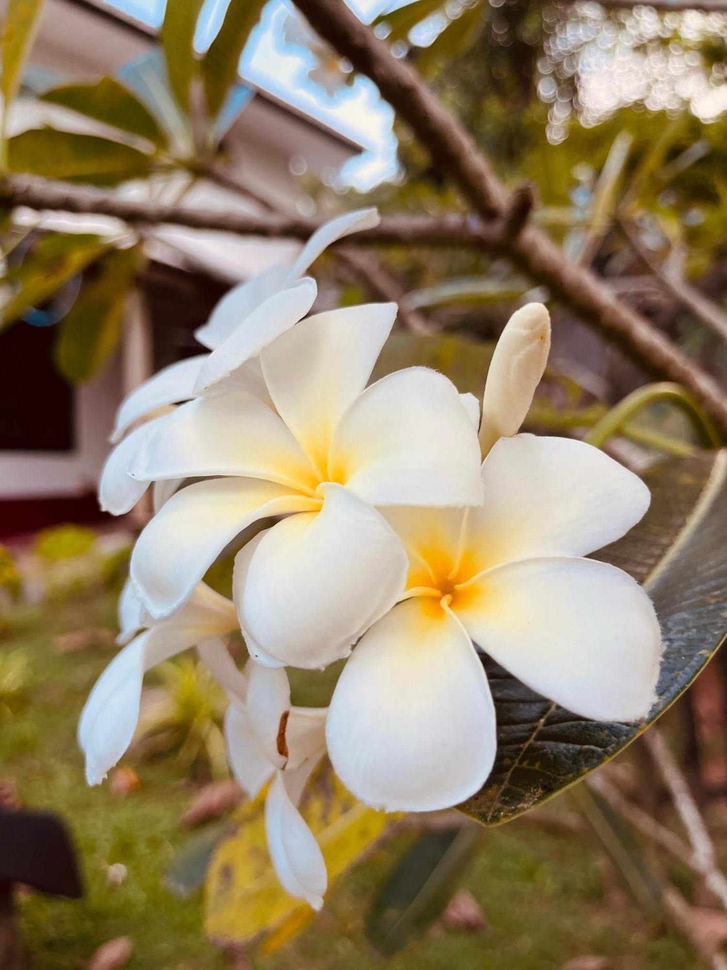 Unawatuna White Villa Exterior photo